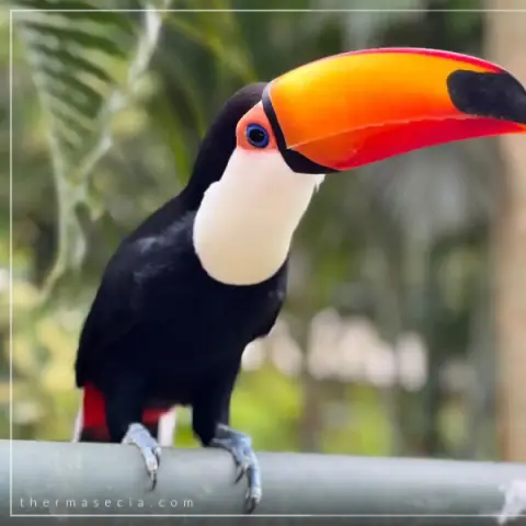 thermas-e-cia-imagem-galeria-zoologico-e-fazendinha-atracao-para-familia-no-thermas-dos-laranjais-6897a74ed590a_2.webp