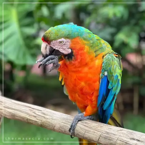 thermas-e-cia-imagem-galeria-zoologico-e-fazendinha-atracao-para-familia-no-thermas-dos-laranjais-6897a74f69299_3.webp