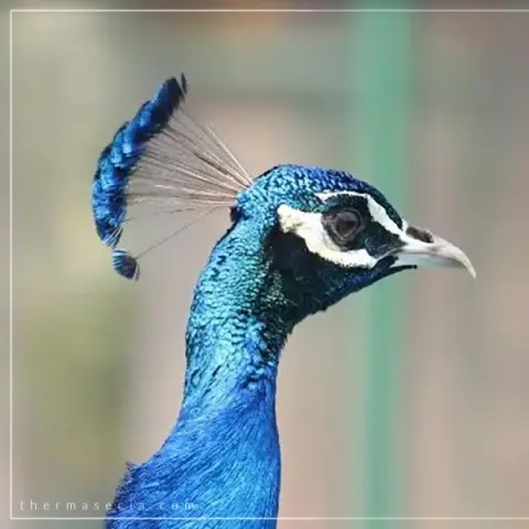 thermas-e-cia-imagem-galeria-zoologico-e-fazendinha-atracao-para-familia-no-thermas-dos-laranjais-6897a75006f66_4.webp